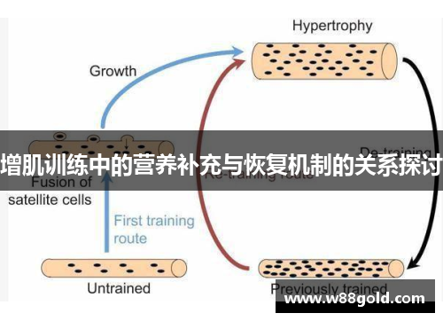 增肌训练中的营养补充与恢复机制的关系探讨